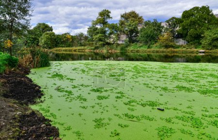 La superficie del agua de un lago sucio está cubierta de plantas flotantes Pontederia crassipes (Eichhornia crassipes), pato (Wolffia arrhiza) y (Lemna turionifera)