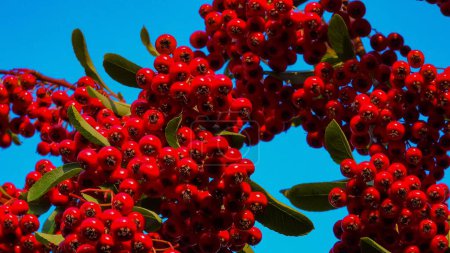 Téléchargez les photos : Fruits rouges de la plante à feuilles persistantes Pyracantha dans la famille des Rosacées - en image libre de droit