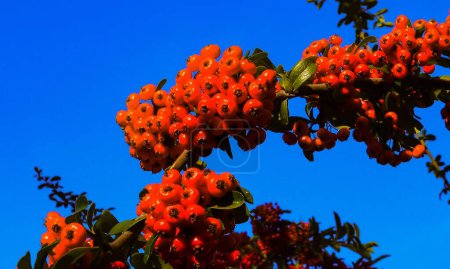 Téléchargez les photos : Fruits rouges de la plante à feuilles persistantes Pyracantha dans la famille des Rosacées - en image libre de droit