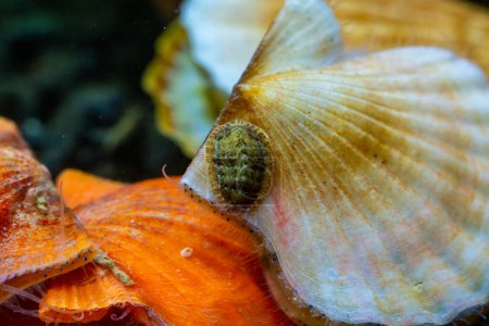 Téléchargez les photos : Ancien mollusque blindé (Chiton polii) sur la coquille d'une palourde pétoncle lisse (Flexopecten glaber ponticus), mer Noire - en image libre de droit