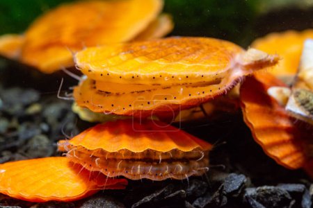 Muscheln mit orangefarbenen Ventilen Glatte Jakobsmuschel (Flexopecten glaber ponticus), Schwarzes Meer