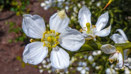 Foto de Arbusto poncirus de hoja perenne floreciendo con flores blancas (Poncirus trifoliata) - Imagen libre de derechos