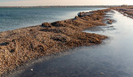 Photo for Storm emissions from algae and mollusk shells on the shore of the Tiligul Estuary, Ukraine - Royalty Free Image