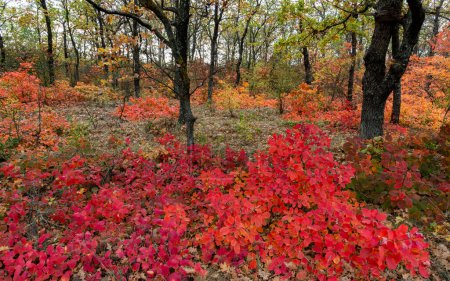 Die natürliche Landschaft des Südens der Ukraine, die Hänge der Dnjestr-Mündung, bewachsen mit europäischem Räucherbaum (Cotinus coggygria) und Steppenkräutern