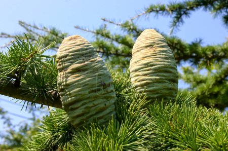 Photo for Young green cones of Cedrus libani, the cedar of Lebanon or Lebanese cedar - Royalty Free Image