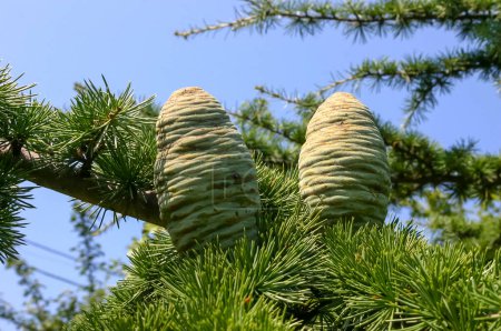 Photo for Young green cones of Cedrus libani, the cedar of Lebanon or Lebanese cedar - Royalty Free Image
