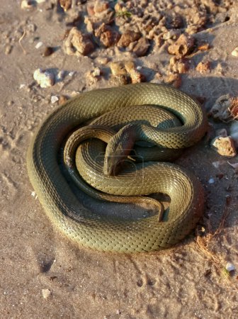 Photo for The dice snake (Natrix tessellata), a water snake basks in the sun on the sandy shore of a lake - Royalty Free Image