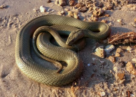 Foto de La serpiente de dados (Natrix tessellata), una serpiente de agua toma el sol en la orilla arenosa de un lago - Imagen libre de derechos