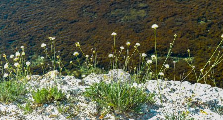 Foto de Las plantas florecientes de la estepa que crecen en las rocas desnudas cerca del mar contra el fondo del mar en Tarkhankut, Atlesh, Crimea - Imagen libre de derechos