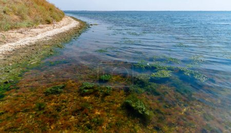 Pierres près du rivage, recouvertes de mollusques Mytilaster et d'algues vertes Enteromorpha dans l'estuaire de Tiligul, en Ukraine