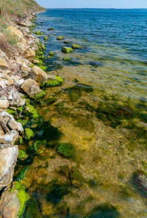 Photo for Stones near the shore, overgrown with Mytilaster mollusk and Enteromorpha green algae in Tiligul estuary, Ukraine - Royalty Free Image