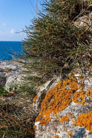Photo for Orange and gray lichens on coastal limestone stones and rocks in Crimea, Tarkhankut - Royalty Free Image