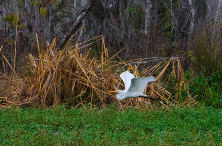 Photo for Birds USA. A great white bird egret flies over marsh vegetation in Louisian - Royalty Free Image