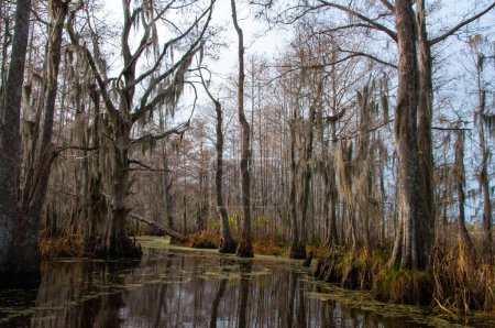 Téléchargez les photos : Mousse espagnole suspendue à un arbre à La Nouvelle-Orléans, Louisiane - en image libre de droit