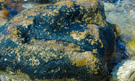 Photo for Stones near the shore, overgrown with blue-green and green algae in the Crimea - Royalty Free Image
