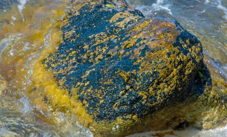 Photo for Stones near the shore, overgrown with blue-green and green algae in the Crimea - Royalty Free Image