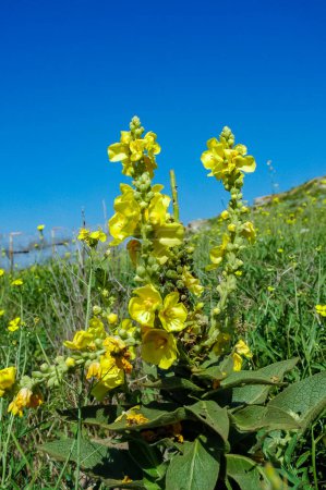 Photo for Large inflorescence with yellow mullein flowers (Verbascum densiflorum) western Crimea - Royalty Free Image