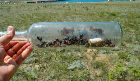 Foto de Una botella de vidrio tirada en la naturaleza - un asesino de insectos, un problema ecológico de la basura en la naturaleza, Crimea, Tarkhankut Atlesh - Imagen libre de derechos