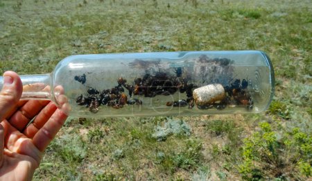 Foto de Una botella de vidrio tirada en la naturaleza - un asesino de insectos, un problema ecológico de la basura en la naturaleza, Crimea, Tarkhankut Atlesh - Imagen libre de derechos