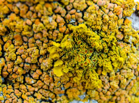 Téléchargez les photos : Lichens orange et gris sur les pierres calcaires côtières et les rochers en Crimée, Tarkhankut - en image libre de droit