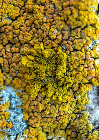 Photo for Orange and gray lichens on coastal limestone stones and rocks in Crimea, Tarkhankut - Royalty Free Image