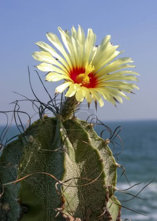 (Astrophytum myriostigma) Cactus blooming with a yellow flower against a blue sky