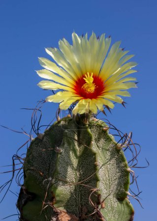 Photo for (Astrophytum myriostigma) Cactus blooming with a yellow flower against a blue sky - Royalty Free Image