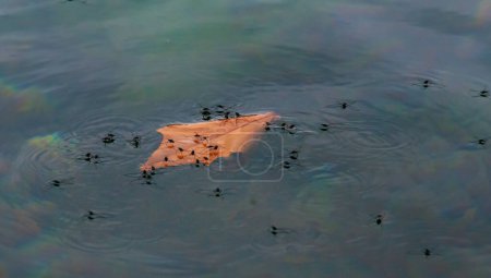 Photo for Insects. Water bugs on the surface of the water near a tree leaf floating on the water, Texas, Garner State Park, USA - Royalty Free Image