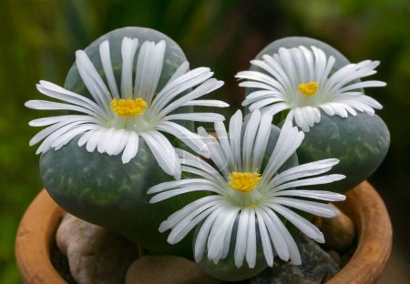 Mesembs (Lithops sp.) South African plant from Namibia in the botanical collection of supersucculent plants