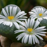 Mesembs (Lithops sp.) South African plant from Namibia in the botanical collection of supersucculent plants