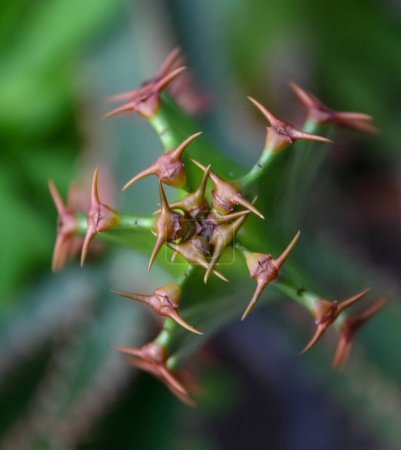Foto de Suculenta con suculenta tallo almacenamiento de agua, vértice del tallo (Euphorbia sp..) - Imagen libre de derechos