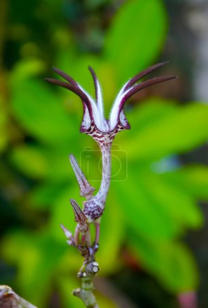 Téléchargez les photos : Fleur inhabituelle d'une plante succulente aux feuilles succulentes (Ceropegia sp..) - en image libre de droit