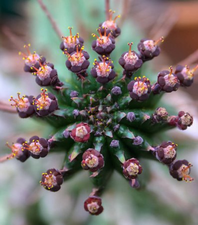 Foto de Suculenta con suculenta tallo almacenamiento de agua, vértice del tallo (Euphorbia sp..) - Imagen libre de derechos