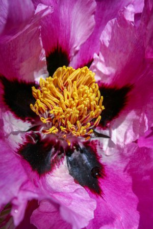 Foto de Close-up, flowers of a tree peony with yellow stamens - Imagen libre de derechos