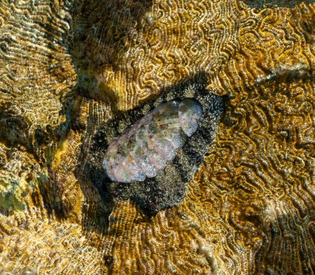 Photo for Vaillants chiton (Acanthopleura vaillanti), scraping algae from corals. Red Sea, Egypt - Royalty Free Image