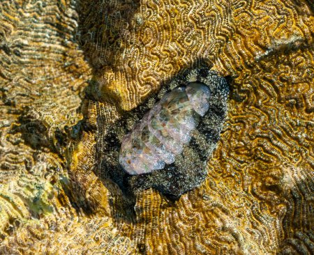 Photo for Vaillants chiton (Acanthopleura vaillanti), scraping algae from corals. Red Sea, Egypt - Royalty Free Image