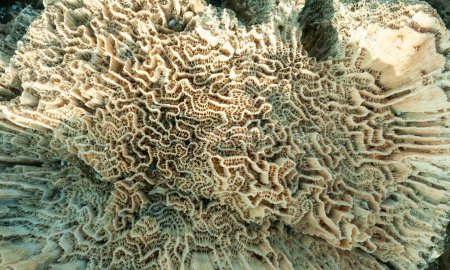 Foto de Esqueleto calcáreo de corales muertos. Marsa Alam, Abu Dabab, Egipto - Imagen libre de derechos