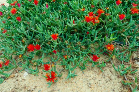 Téléchargez les photos : (Malephora crocea) plante ornementale couvre-sol avec des fleurs rouges près d'un hôtel à Marsa Alama, Egypte - en image libre de droit