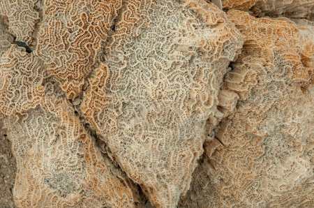 Foto de Esqueleto calcáreo de corales muertos. Marsa Alam, Abu Dabab, Egipto - Imagen libre de derechos