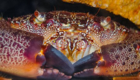 Photo for (Eriphia verrucosa), also called the warty crab or yellow crab. Black Sea - Royalty Free Image