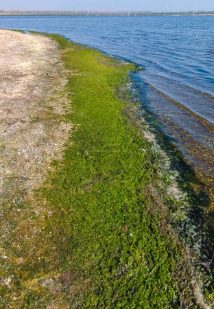 Foto de Una gran acumulación de algas verdes Ulva y Enteromorpha en un estuario poco profundo, eutrofización en el mar - Imagen libre de derechos