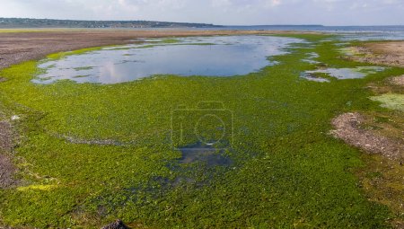 Téléchargez les photos : Une grande accumulation d'algues vertes Ulva et Enteromorpha dans un estuaire peu profond, l'eutrophisation dans la mer - en image libre de droit