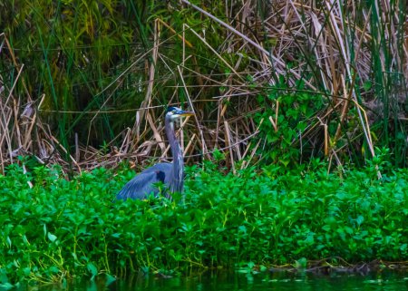 Photo for Heron preys on fish. Blue Heron (Egretta caerulea) in a central Florida pond. Birds of the USA - Royalty Free Image