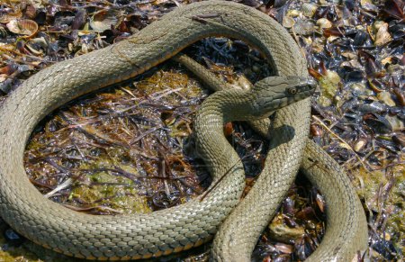 Téléchargez les photos : Le serpent dé (Natrix tessellata) repose sur une pierre, estuaire du Tiligul, Ukraine - en image libre de droit