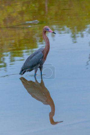 Photo for Blue Heron (Egretta caerulea) in a central Florida pond. Florida - Royalty Free Image