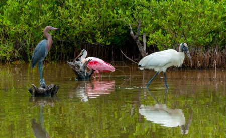 Photo for Wood Stork (Mycteria americana) and Roseate Spoonbill (Platalea ajaja) wading in a Florida marsh while foraging for food - Royalty Free Image