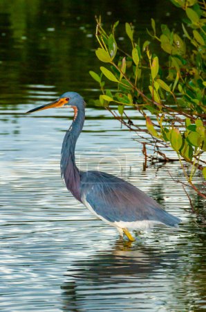 Photo for Blue Heron (Egretta caerulea) in a central Florida pond. Florida - Royalty Free Image