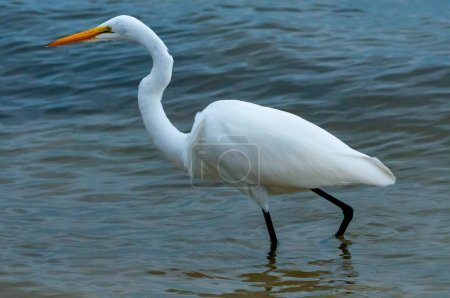 Der Vogel jagt im flachen Wasser, Silberreiher (Ardea alba), Florida
