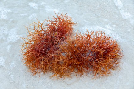 Téléchargez les photos : Des algues rouges échouées sur la côte du golfe du Mexique, en Floride - en image libre de droit
