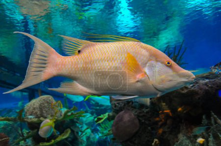 Téléchargez les photos : Poissons-porcs (Lachnolaimus maximus), poissons tropicaux adultes en aquarium marin - en image libre de droit